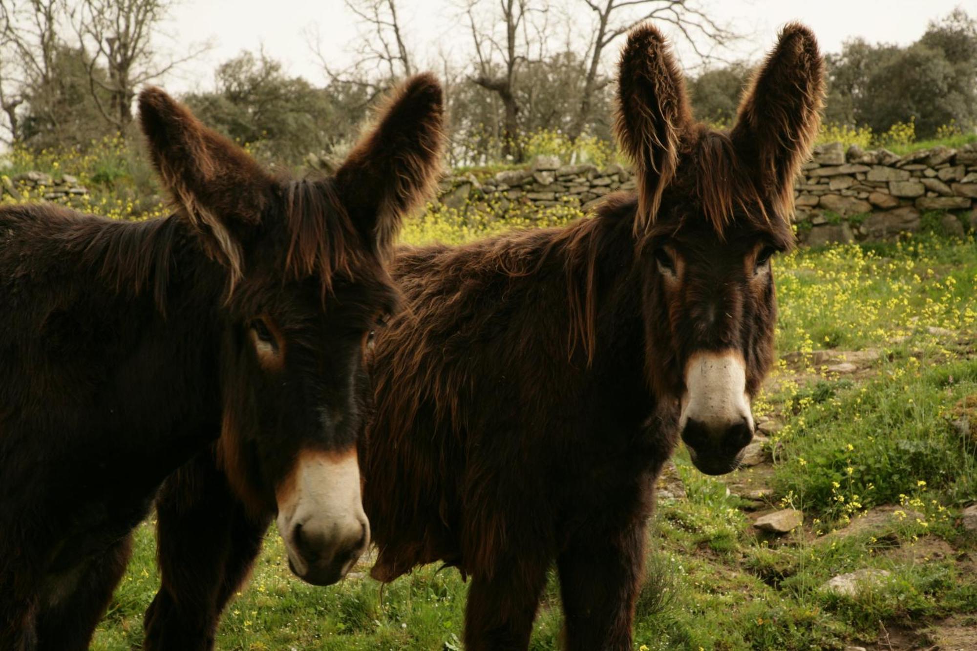 La Casa De Los Arribes Fornillos de Fermoselle エクステリア 写真