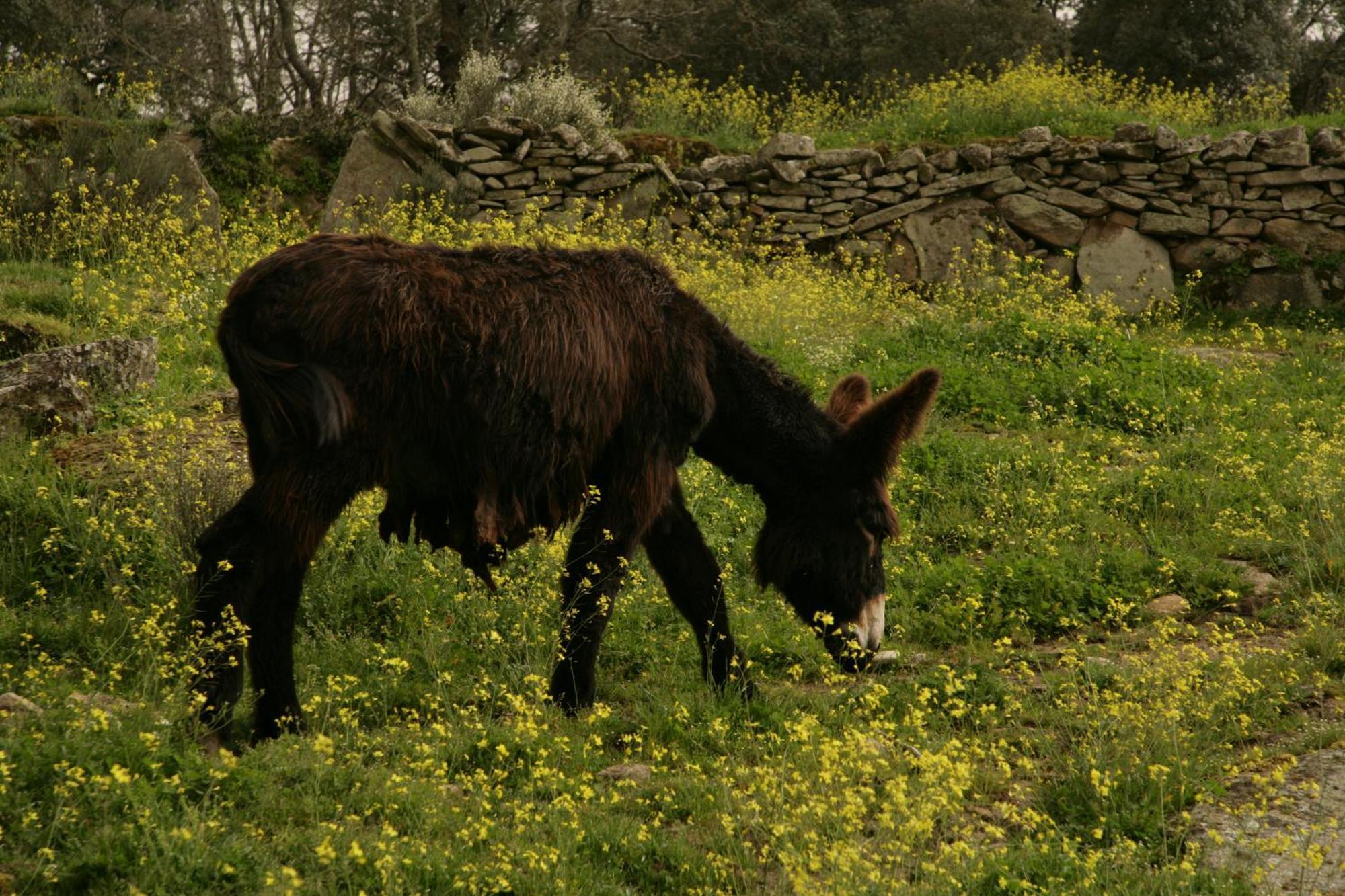 La Casa De Los Arribes Fornillos de Fermoselle エクステリア 写真