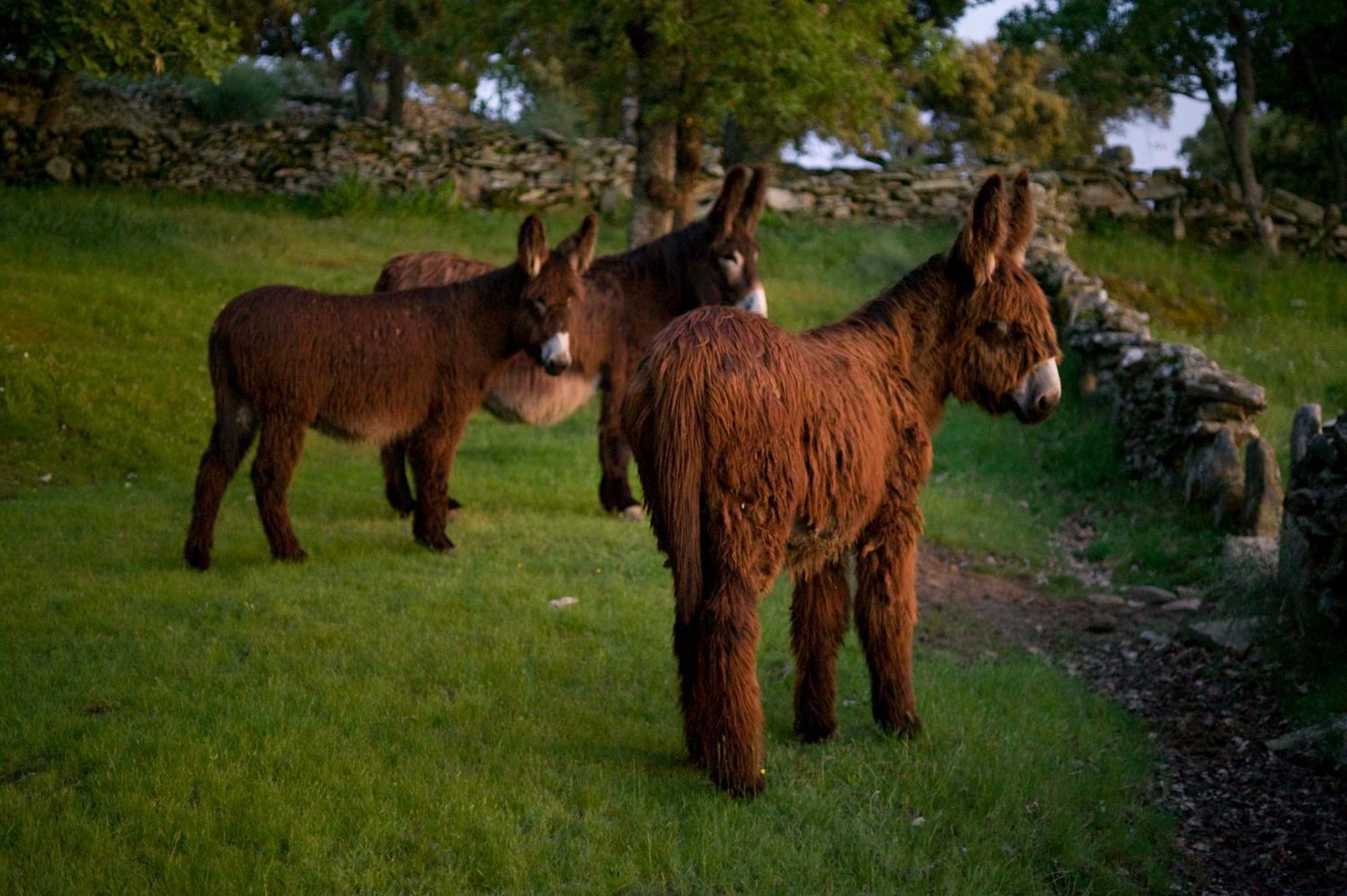 La Casa De Los Arribes Fornillos de Fermoselle エクステリア 写真